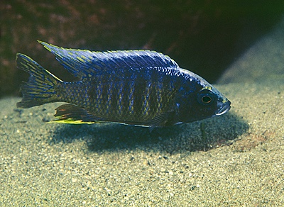 Copadichromis sp. 'kawanga' Makonde